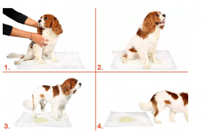 Factory wholesale price puppy pad with quick absorbency free sample disposable urine pad for pet training